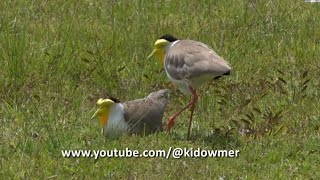 MASKED LAPWING Nesting Singapore  parents taking turns to incubate [upl. by Moreland719]