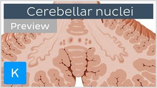 Cerebellar nuclei anatomy and functions preview  Human Neuroanatomy  Kenhub [upl. by Anaes]