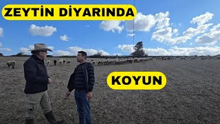 HARİKA KOYUNLAR YAZ KIŞ OTLUYOR Karacabey Merinos Mudanya [upl. by Anela307]