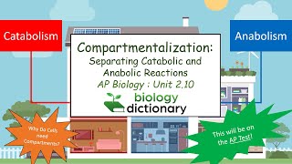 Compartmentalization Separating Catabolic from Anabolic Reactions  AP Biology 210 [upl. by Pepi]