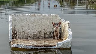 Abandoned during a great flood Soaked Kitten Desperately Begs for Help A Gentleman Saved Her [upl. by Felske729]