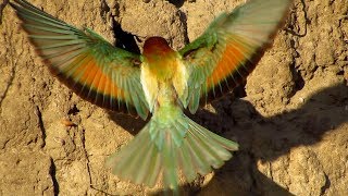 European beeeater Merops apiaster feeding chicks on nesting site [upl. by Sandye]