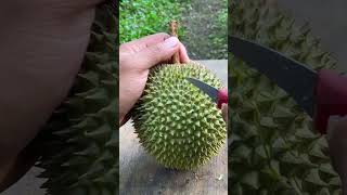 Asmr durian [upl. by Jaunita]