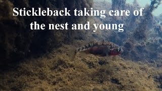 Stickleback taking care of the nest and young [upl. by Aicirtam]