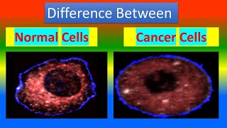 Difference between Normal Cell and Cancer Cell [upl. by Haek]