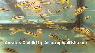 Auratus Cichlid Breeding And Export From Thailand [upl. by Det]