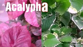 2 types of Acalyphacopperleaf How to grow by cutting [upl. by Nnylamme]