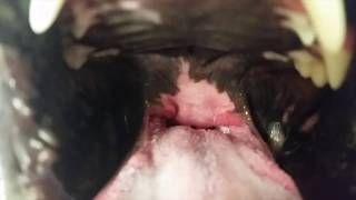 What Does An Elongated Soft Palate Look Like in a Dog With Brachycephalic Airway Syndrome [upl. by Elrem]