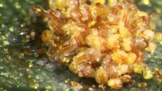 A grouping of fern sporangia hurling spores video 1 [upl. by Bounds]