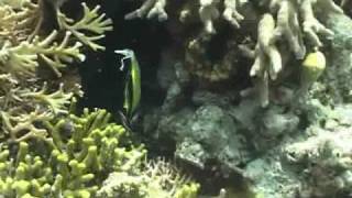 Human Impacts on Coral Reefs [upl. by Aivull]