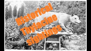 Historical Thylacine sightings Northwest Tasmania with Carol [upl. by Olivann]