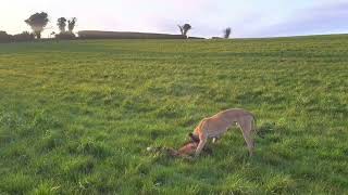 Foxing with lurchers day time [upl. by Suellen]