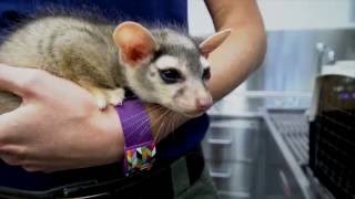 Baby ringtails get a veterinary checkup [upl. by Gustafson]