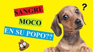 Mi Perro Defeca Con Sangre Moco ¿Qué Puedo Hacer [upl. by Gurias]