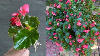 A unique way to propagate begonias with leaves that few people know│Begonia [upl. by Girand]