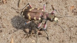 Cicindela hybrida【MoerbekBelgium100524】 [upl. by Tronna]