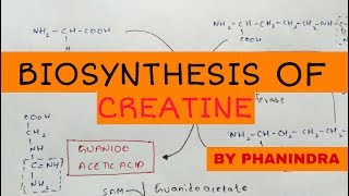 Biosynthesis of creatine  By phanindra guptha [upl. by Jardena]