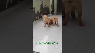 CUTEST Golden Retriever Puppy Ever Dogs [upl. by Aveline]