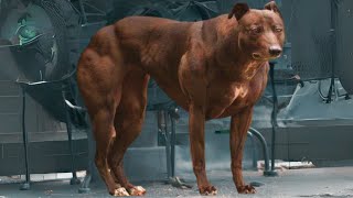 TOP 15 MUSCULAR DOG BREED IN THE WORLD 💪 [upl. by Barbi]