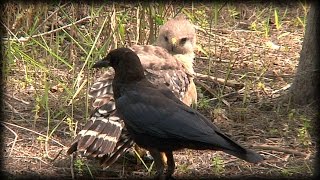 Crows vs Hawk 01 Stock Footage [upl. by Atilrep]