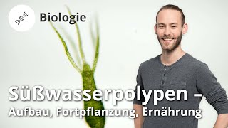 Süßwasserpolypen Aufbau Fortpflanzung Ernährung – Biologie  Duden Learnattack [upl. by Eizus795]