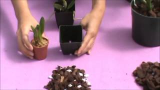 Understanding Orchid Media Types Stages of Growth  Akatsuka Orchid Gardens [upl. by Ennailuj]