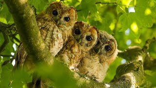 Tawny Owls Adopt Four More Chicks 🦉  Luna amp Bomber  Robert E Fuller [upl. by Oflodor722]