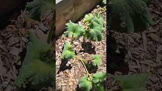 Why is my squash vine wilting [upl. by Nac]