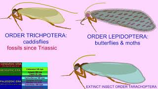 the insect superorder containing Lepidoptera Trichoptera amp Tarachoptera [upl. by Lybis254]