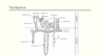 Renal Scintigraphy [upl. by Uehttam584]