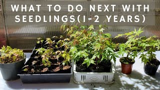 What to Do with Japanese Maple Seedlings 12 years old [upl. by Madden]