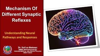 Mechanism Of Different Synaptic Reflexes [upl. by Deth]