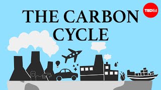 The carbon cycle  Nathaniel Manning [upl. by Byrom200]