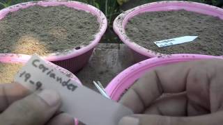 How to Grow  Coriander  Spinash  Saag  Fenugreak  Winter Vegetables Urduhindi [upl. by Garvey]