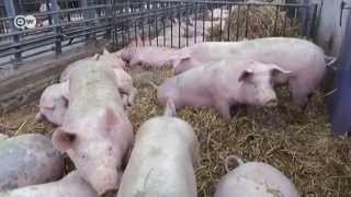 Strengere Regeln im Schweinestall  Journal [upl. by Etnoek]