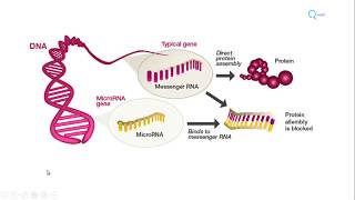 MicroRNA biogenesis functions and role in diseases  Molecular Microbiology Tutorials [upl. by Anwahsit]