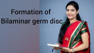 Formation of bilaminar germ disc and development of Blastocyst [upl. by Elacim]