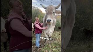 This man owns a giant animal on his farm 😳 [upl. by Panter]