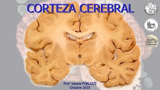 N7  Corteza cerebral  Anatomía 2  FMed UBA [upl. by Suravart]