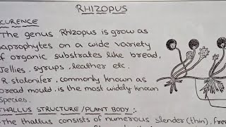 Rhizopus life cycle in hindi [upl. by Blackwell]