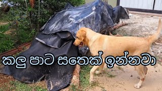 මොකෙක්ද කලු පාට නැට්ට දිග සතෙක් ඉන්නවා 🐀🐀🤣foryou viral srilanka trending dog bella highlight [upl. by Ardnuas]