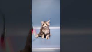 Sam Maine Coon male kitten available for adoption  Purebred Kitties [upl. by Kalbli]