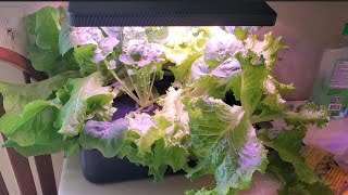 iDoo hydroponic system 6 week update [upl. by Annoyed755]