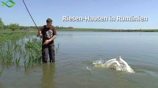 RiesenHausen in Rumänien [upl. by Jorgensen]