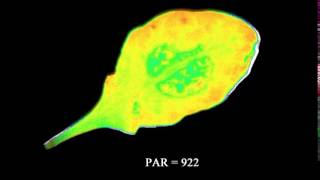 Manipulation of the Xanthophyll Cycle Increases Plant Susceptibility to Sclerotinia sclerotiorum [upl. by Juna440]