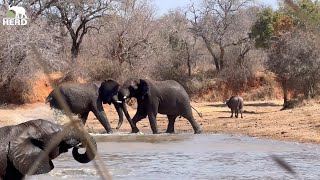 A Dramatic Elephant Swim with Hippo amp Buffalo 🐘💦 [upl. by Champagne488]