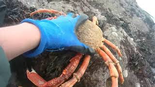 Pêche à pied en Bretagne  saint Malo صيد الكراب والسلطعون [upl. by Morehouse]