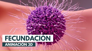 Cómo se produce la fecundación  Animación 3D [upl. by Niamreg]