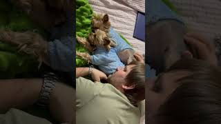 собака yorki myfamily love yorkies puppy yorkiesofig yorkie cute [upl. by Vareck]