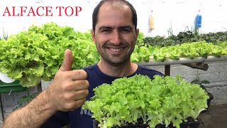 COMO PLANTAR ALFACE NA AQUAPONIA  HOW TO PLAN LETTUCE IN AQUAPONIA [upl. by Swerdna]